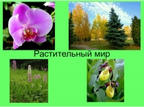 Презентация к уроку окружающего мира по теме Растительный мир (4 класс)