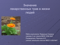 Значение лекарственных трав в жизни людей