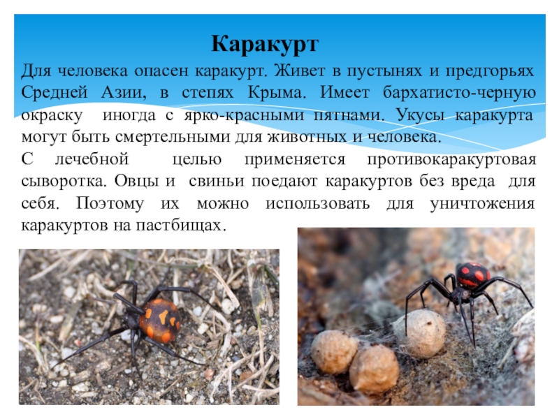 Презентация по микробиологии Медицинская арахноэнтомология. Членистоногие как переносчики возбудителей инфекций и инвазионных заболеваний человека КаракуртДля человека опасен каракурт. Живет КаракуртДля человека опасен каракурт. Живет в