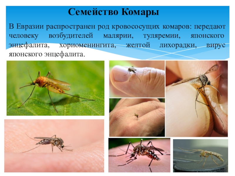 Презентация по микробиологии Медицинская арахноэнтомология. Членистоногие как переносчики возбудителей инфекций и инвазионных заболеваний человека Семейство КомарыВ Евразии распространен род кровососущих комаров: передают человеку возбудителей малярии, Семейство КомарыВ Евразии распространен род кровососущих комаров: передают человеку возбудителей малярии, туляремии, японского энцефалита, хориоменингита, желтой лихорадки,