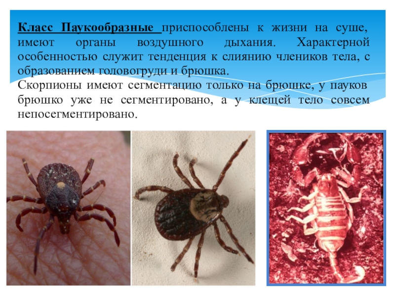Презентация по микробиологии Медицинская арахноэнтомология. Членистоногие как переносчики возбудителей инфекций и инвазионных заболеваний человека Класс Паукообразные приспособлены к жизни на суше, имеют органы воздушного дыхания. Класс Паукообразные приспособлены к жизни на суше, имеют органы воздушного дыхания. Характерной особенностью служит тенденция к слиянию