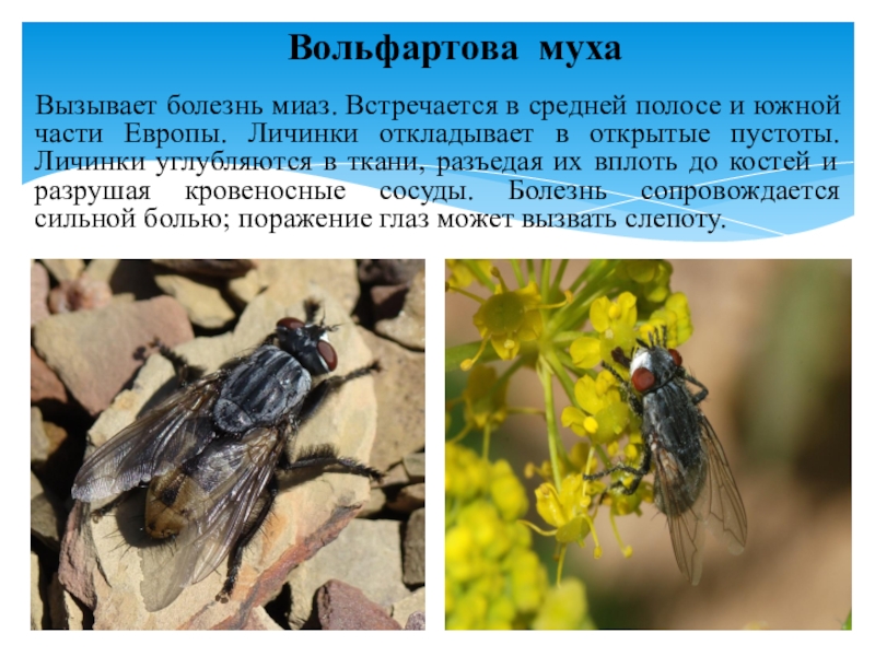 Презентация по микробиологии Медицинская арахноэнтомология. Членистоногие как переносчики возбудителей инфекций и инвазионных заболеваний человека Вольфартовa муха Вызывает болезнь миаз. Встречается в средней полосе и Вольфартовa муха Вызывает болезнь миаз. Встречается в средней полосе и южной части Европы. Личинки