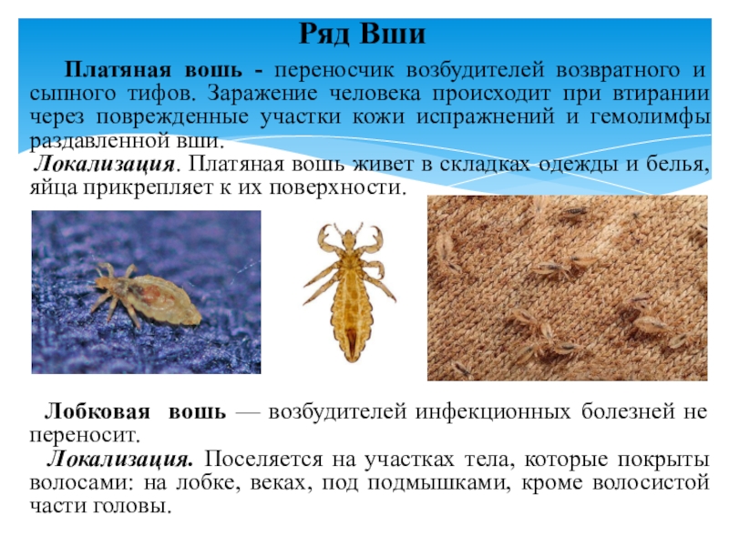 Презентация по микробиологии Медицинская арахноэнтомология. Членистоногие как переносчики возбудителей инфекций и инвазионных заболеваний человека Ряд Вши Платяная вошь - переносчик возбудителей возвратного и сыпного Ряд Вши Платяная вошь - переносчик возбудителей возвратного и сыпного тифов. Заражение человека происходит