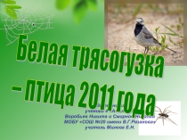 Презентация Белая трясогузка - птица года