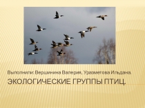 Презентация по биологии на тему Экологические группы птиц (7 класс)