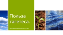 Исследовательская работа по окружающему миру: Тагетас - удивительное растение