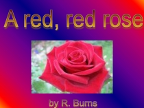 Презентация по английскому языку  A red, red rose Роберт Бернс , перевод с английского.