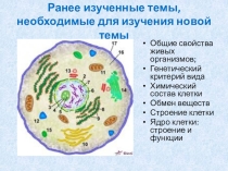Презентация Жизненный цикл клетки (10 класс)