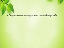 Выращивание огурцов в зимний период