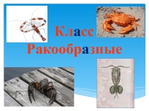 Презентация по биологии на тему  Класс Ракообразные
