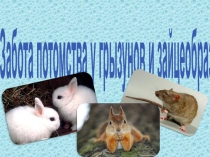 Презентация Отряд грызунов и зайцеобразных