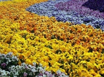 Презентация к уроку биологии Розоцветные