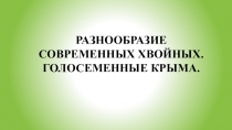 Разнообразие современных хвойных. Голосеменные Крыма.