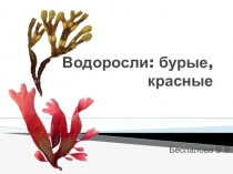 Презентация по биологии Водоросли: бурые, красные