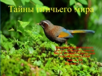 Презентация для детей младшего школьного возраста Тайны птичьего мира