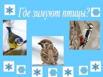 Презентация по окружающему миру Где зимуют птицы
