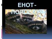 Енот - полоскун для дошкольников