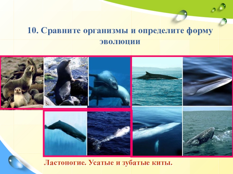 Презентация к уроку Закономерности эволюции Ластоногие. Усатые и зубатые киты.10. Сравните организмы и определите форму эволюции Ластоногие. Усатые и зубатые киты.10. Сравните организмы и определите форму эволюции