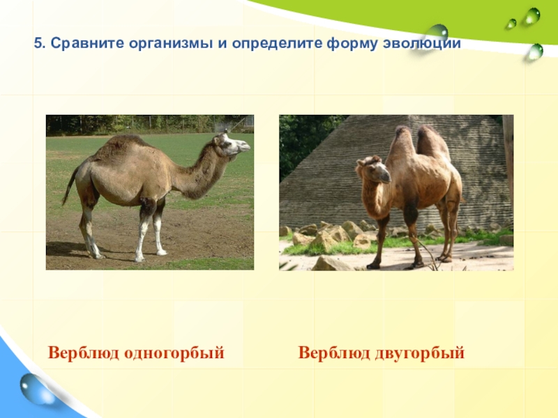 Презентация к уроку Закономерности эволюции 5. Сравните организмы и определите форму эволюцииВерблюд одногорбыйВерблюд двугорбый 5. Сравните организмы и определите форму эволюцииВерблюд одногорбыйВерблюд двугорбый