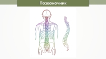 Презентация Части скелета Позвоночник!