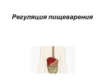 Презентация по биологии на тему Процесс регуляции пищеварения