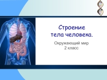 Презентация к уроку окружающий мир 2 класс СТРОЕНИЕ ТЕЛА ЧЕЛОВЕКА