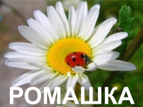 Презентация для классного часа или тематического мероприятия Ромашка