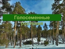 Презентация к уроку Голосеменные растения