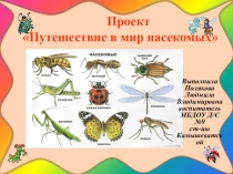 Путешествие в мир насекомых