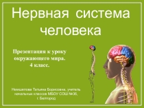 Электронный образовательный ресурс - презентация по окружающему миру для учащихся на тему Нервная система человека(4 класс)