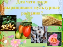 Презентация к уроку окружающего мира во 2 классе на тему: Какие части растений использует человек