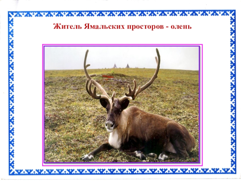 Презентация Сувенир для мамы Житель Ямальских просторов - олень Житель Ямальских просторов - олень