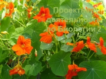 Проектная деятельность по биологии на тему Влияние ионизированной (щелочной), намагниченной и простой воды на рост и развитие кресс-салата
