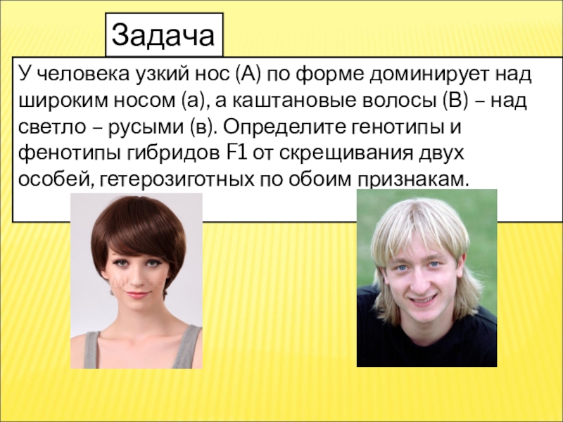 Презентация урока Дигибридное скрещивание У человека узкий нос (А) по форме доминирует над широким носом У человека узкий нос (А) по форме доминирует над широким носом (а), а каштановые волосы (В) –
