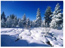 Волк на псарне