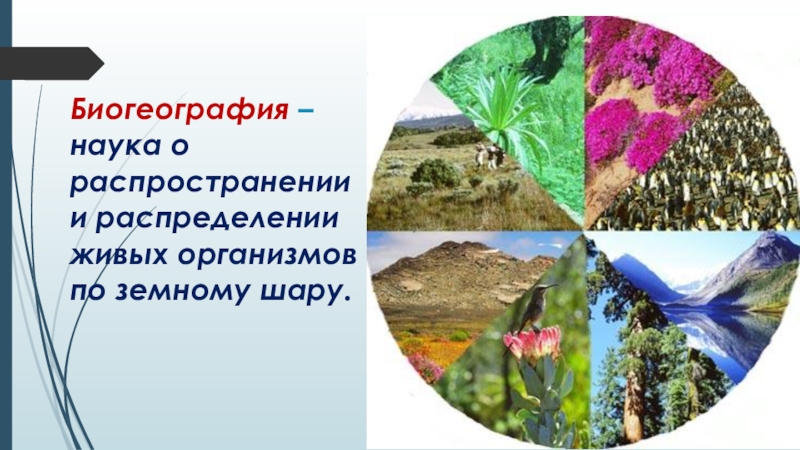 Презентация по географии География наука о Земле Биогеография – наука о распространении и распределении живых организмов по земному шару. Биогеография – наука о распространении и распределении живых организмов по земному шару.