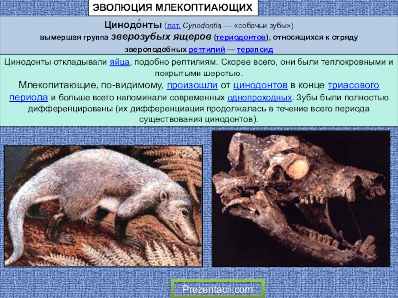 Презентация на тему Цинодо́нты (лат. Cynodontia — «собачьи зубы»)вымершая группа зверозубых ящеров Цинодо́нты (лат. Cynodontia — «собачьи зубы»)вымершая группа зверозубых ящеров (териодонтов), относящихся к отряду звероподобных рептилий — терапсид Цинодонты