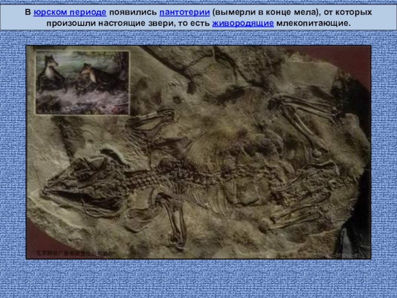 Презентация по биологии на тему Эволюция млекопитающих В юрском периоде появились пантотерии (вымерли в конце мела), от которых В юрском периоде появились пантотерии (вымерли в конце мела), от которых произошли настоящие звери, то есть живородящие