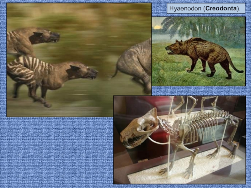 Презентация по биологии на тему Эволюция млекопитающих Hyaenodon (Creodonta). Hyaenodon (Creodonta).