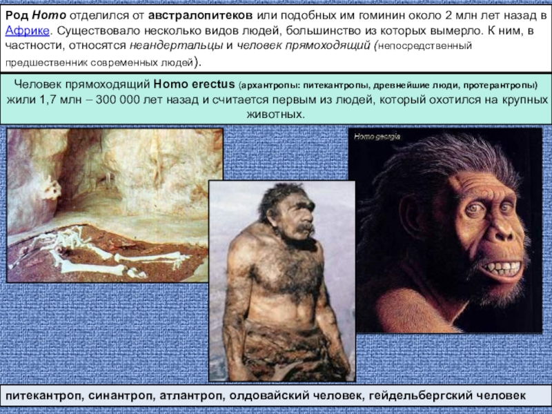 Презентация по биологии на тему Эволюция млекопитающих Род Homo отделился от австралопитеков или подобных им гоминин около 2 млн Род Homo отделился от австралопитеков или подобных им гоминин около 2 млн лет назад в Африке. Существовало несколько