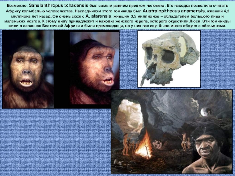 Презентация по биологии на тему Эволюция млекопитающих Возможно, Sahelanthropus tchadensis был самым ранним предком человека. Его находка позволила Возможно, Sahelanthropus tchadensis был самым ранним предком человека. Его находка позволила считать Африку колыбелью человечества. Наследником этого