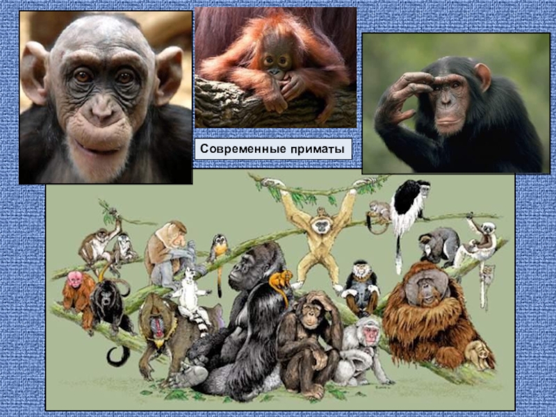 Презентация по биологии на тему Эволюция млекопитающих Современные приматы Современные приматы