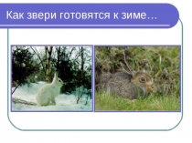 Презентация по познавательному развитию на ему: Как птицы и звери к зиме готовятся