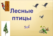 Презентация по биологии Лесные птицы
