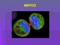 Презентация по биологии на тему Митоз (10 класс)
