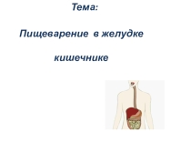 Презентация по биологии на тему Пищеварение в желудке и кишечнике