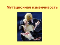 Презентация по биологии Мутационная изменчивость 11 класс
