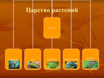 Презентация по Окружающему миру Царство растений