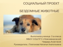 Презентация проекта  Бездомные животные