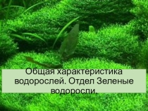 Презентация по биологии на тему: Общая характеристика водорослей. Отдел Зеленые водоросли (7 класс).